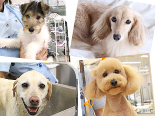 モデル犬制度イメージ