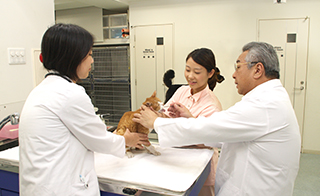 動物病院実習 イメージ